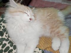 male Persian double coated cat for sale