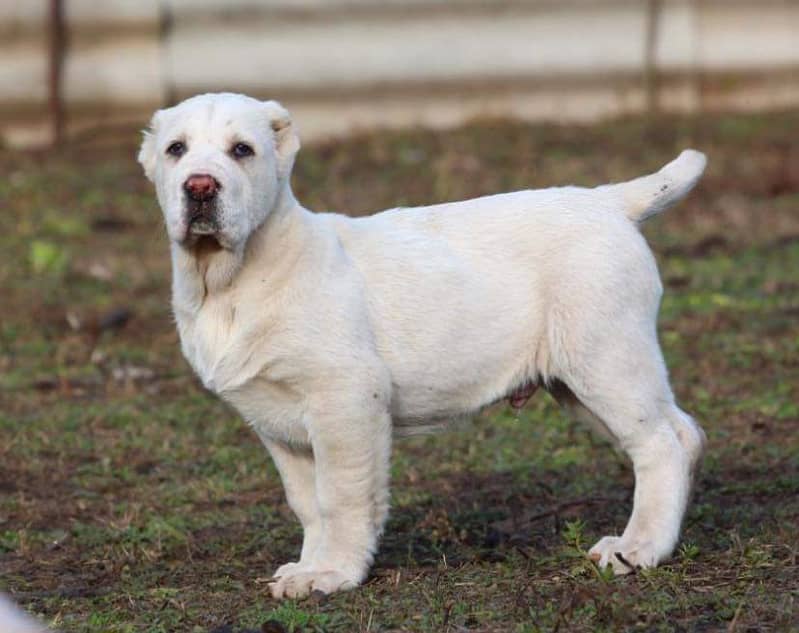 Central Asian shepherd alabai puppy available for sale 2