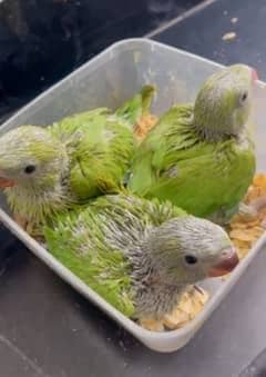 Ringneck Parrot chicks Green mitho