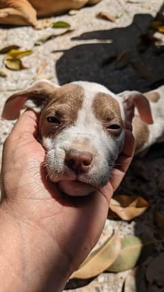 american pitbull pup