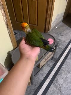 sun conure cover chick for sale