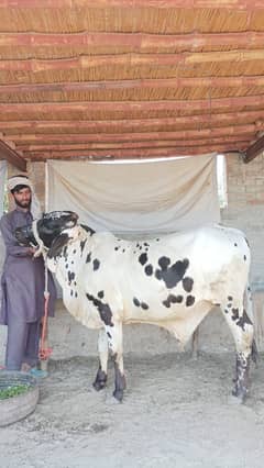 Cholistani Sahiwal Cross breed kheera Wacha