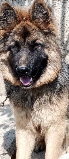 German shepherd dog, Double coat,pure breed