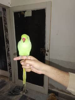 green ring neck pair also hamd tamed