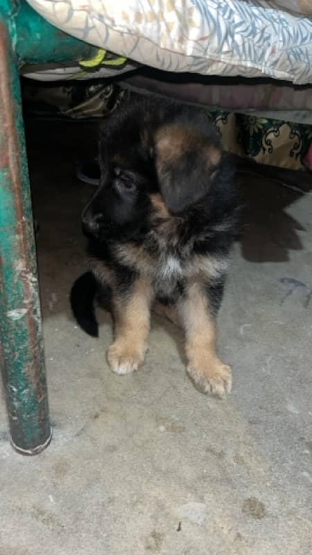 German shepherd 1