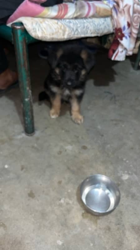 German shepherd 2