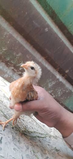 aseel mianwali / desi Hens/ Hens for sale