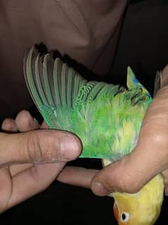 Breeder pair Love Birds For Sale