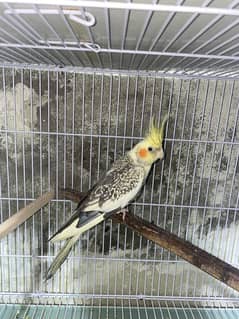 cockatiel