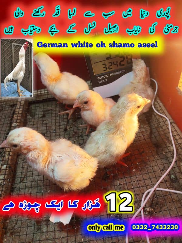 King size German white shamo aseel chicks for sale 1