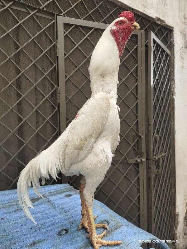 King size German white shamo aseel chicks for sale 2