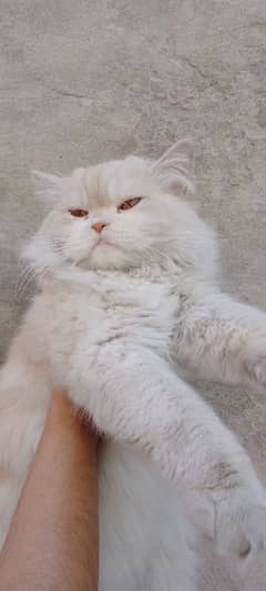 Persian Male Cat