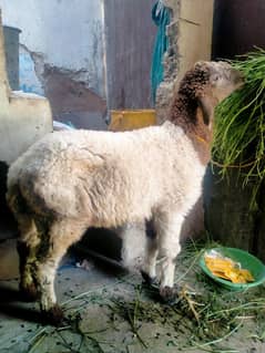 dumba sheep male active