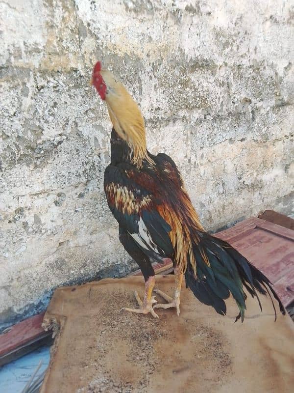 Java pattha for sale high quality ka 0