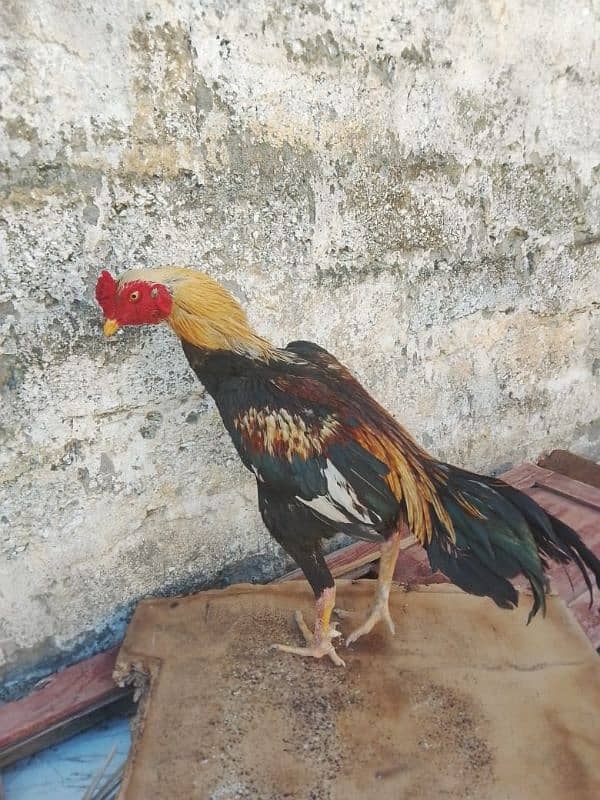 Java pattha for sale high quality ka 1