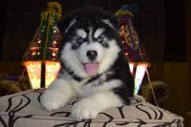 Siberian husky pedigree imported microchipped puppies available