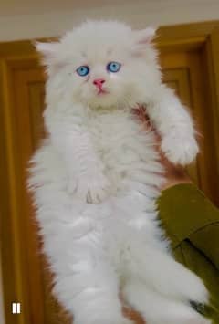 persian kitten blue eyes vaccinated