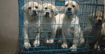 Labrador imported parents puppies available for sale