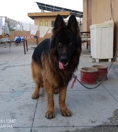 german sheperd breeder male