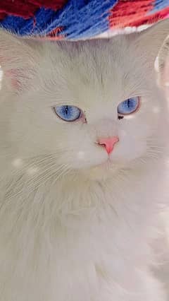 White Blue Eyes Persian Cat For Sale