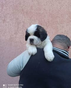 Saint bernard pedigree imported microchipped puppy available