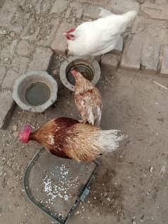 2 hens 1 big rooster urgent for sale