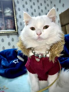 white Persian cats long coat