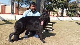 German shepherd long coat pair for salr my WhatsApp number 03106441528