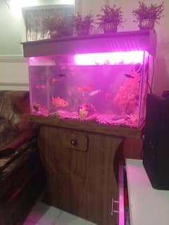 Fish Aquarium complete for sale