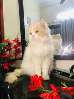 Pure Persian Cat (MALE)