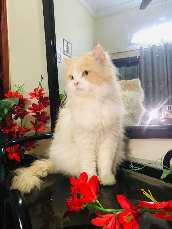 Pure Persian Cat (MALE) 0