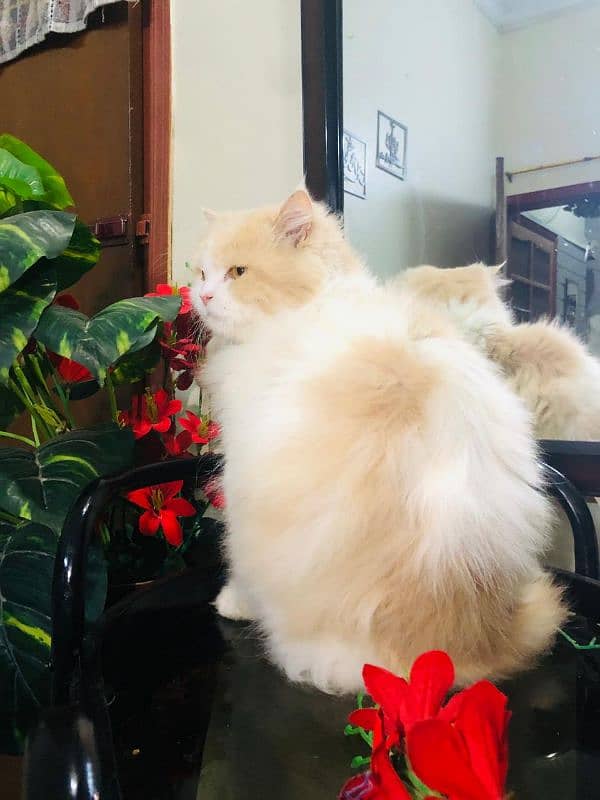 Pure Persian Cat (MALE) 1