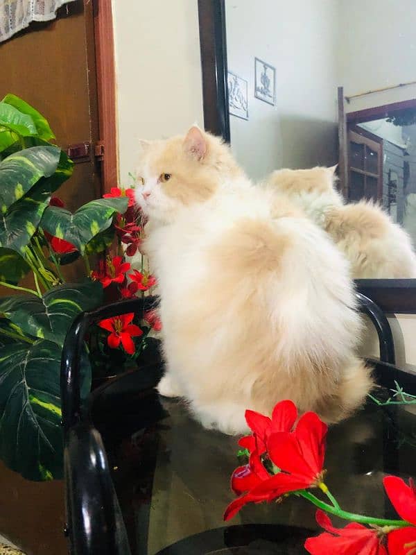 Pure Persian Cat (MALE) 2