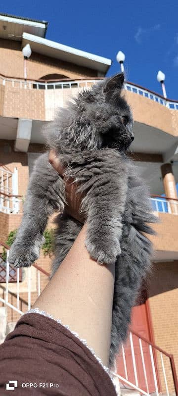 Persian cat pair for sale WhatsApp contact number 0318 1982591 4