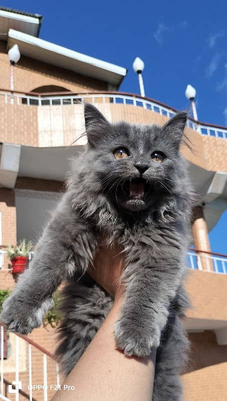 Persian cat pair for sale WhatsApp contact number 0318 1982591 6