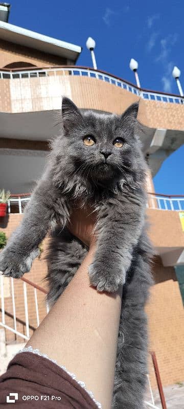 Persian cat pair for sale WhatsApp contact number 0318 1982591 8