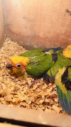 sunconure red factor and raa