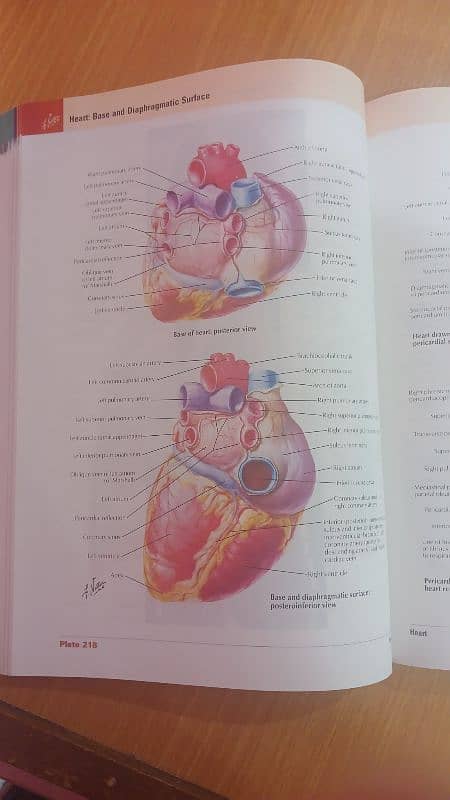 Atlas of Human Anatomy 1