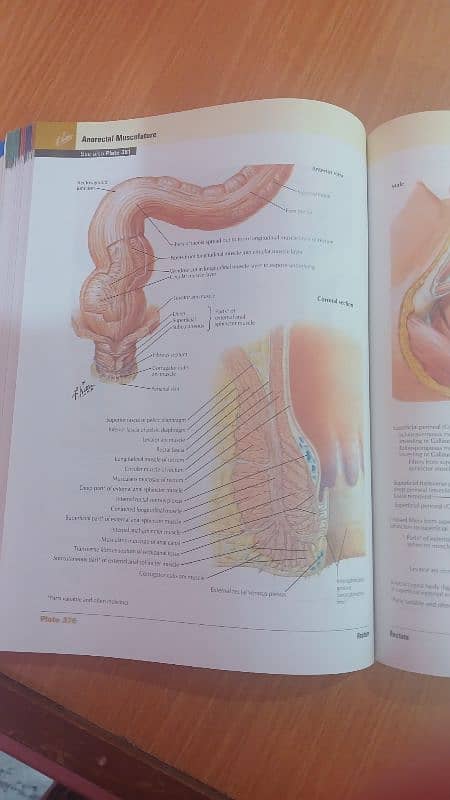 Atlas of Human Anatomy 2