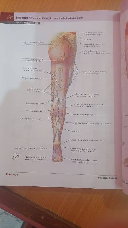 Atlas of Human Anatomy 3