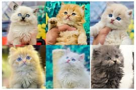 Persian triple coated punch face kitten available for sale