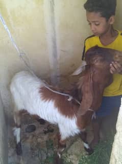 bakra for qurbani. . . 03. . 14. . 10.26. . 3.16