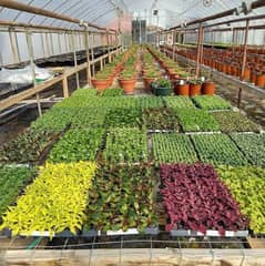 plant nursery supervisor