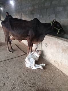 taazi sui jersey cross cow with male calf