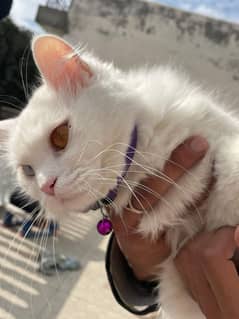 Persian Cat Pure White with Odd Eyes