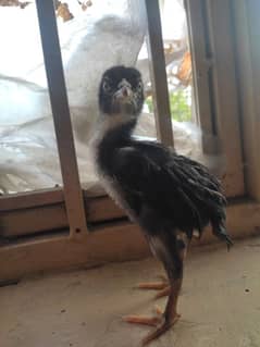 aseel chicks for sale