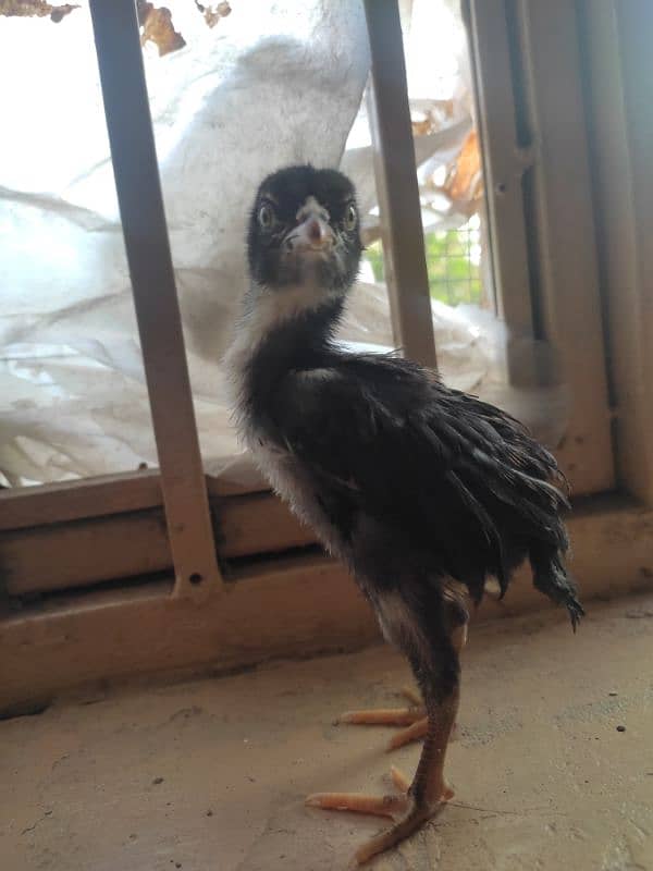 aseel chicks for sale 0