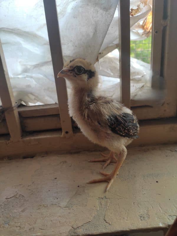 aseel chicks for sale 2