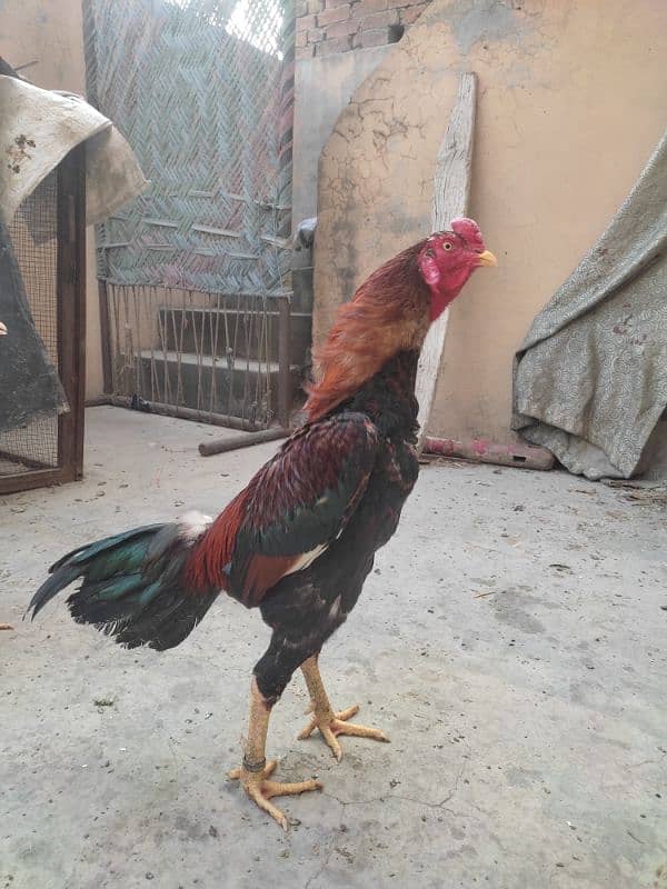 aseel chicks for sale 3