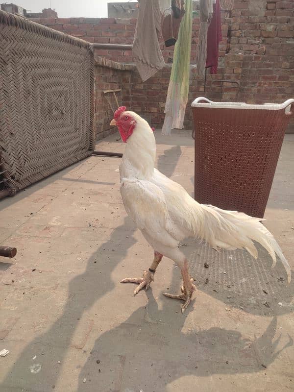 aseel chicks for sale 4